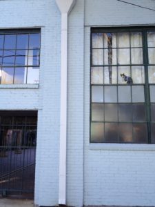 cat in window new orleans